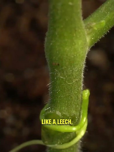 This TERRIFYING Plant Has No Leaves or Roots: The Truth About Dodder