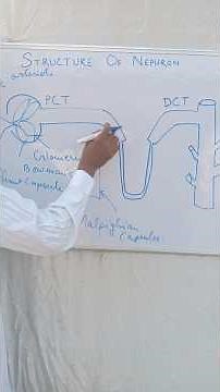 Structure of NEPHRON diagram #science #biology