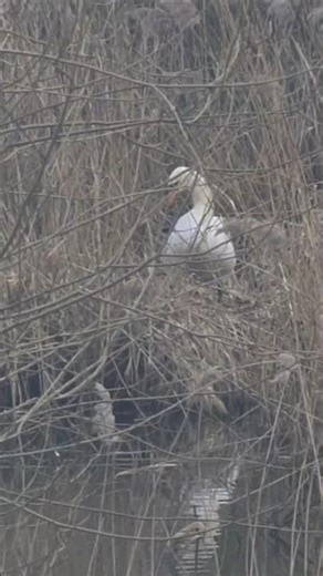 NESTING SWAN with TERMAR TRAVELS