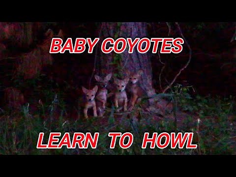 Baby Coyotes Learning to Howl! All About Coyotes!