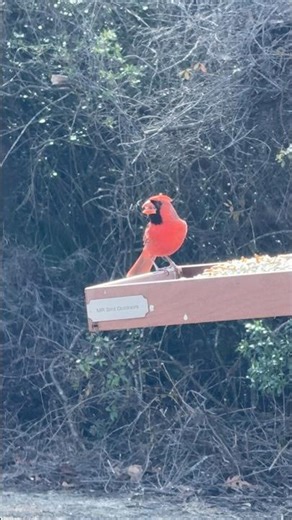 TOO RED? Northern Cardinal #birds #winterbirds