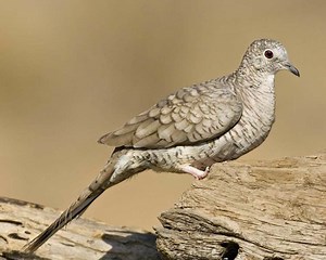 Inca dove - Alchetron, The Free Social Encyclopedia