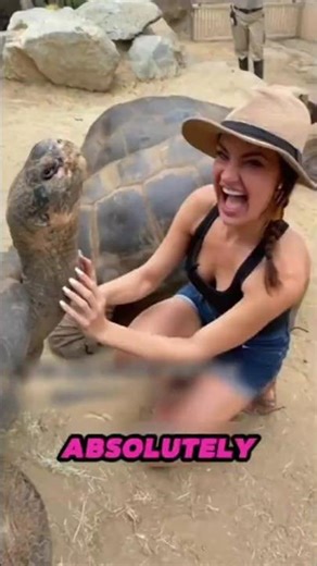 Why Galápagos Tortoises Stretch Their Necks 🐢