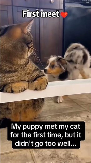 Funny Pet Moments That Show True Friend... #funnyfriends #petlove #animalbuddies