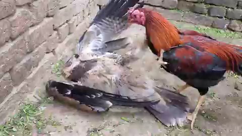 This tweet of a chicken destroying an eagle in a fight has BLOWN UP in Iran (1.5m view)!!!They are all commenting making memes and using it as WAR PROPAGANDA to show the defeat of the US!!!This is so good, "The Mighty Chicken" is literally the decider....