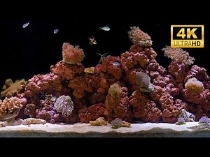 4K Real Aquarium Live | Beautiful Fish Tank for Meditation, Sleep & Stress Relief (12h)