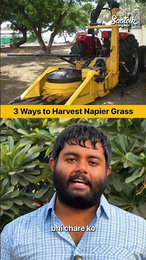 Napier Grass Harvesting Methods I Manual vs Tractor vs Automatic Harvester