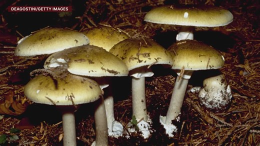 Contra Costa County resident dies from toxic wild mushrooms