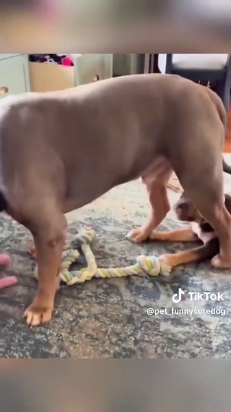 When you have two dogs at home 🐕🐶#funnydog #dog #dogsoftiktok #funny #funnymoments #funnyvideos #titok #Foryou #usa #lovetiktok #tiktokdogs
