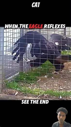 Lion saves eagle #trending #viral #animals #shorts