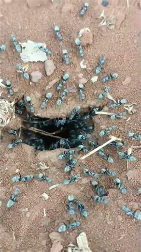 The Bustling Ant Kingdom