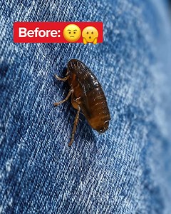 Tired of dealing with fleas in your home? Say goodbye to harmful pests with our essential oil-powered Flea and Tick Control, the natural solution you and your furry friends deserve! Why You'll Love Flea and Tick Control: 🌿 Essential Oil Powered Formula: Our formula uses clove and cottonseed oils, plant-based active ingredients that control fleas and ticks without the need for harsh chemical sprays. 🌿 PET DEFENSE: Spray on carpet, dog beds, carriers, kennels, and play areas. Maximize its use as