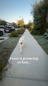 Fenix is doing SO great! 💫 And it’s all thanks to YOU—everyone who donated to his GoFundMe 😭🙏 so he can get the very best care for his neurological condition, Cerebellar Hypoplasia. 💙🐾 👩‍⚕️ Atlas Rehabilitation for Canines - ARC — Karen and her amazing team keep Fenix strong with physical therapy. Because his brain developed differently, his balance & coordination aren’t like other dogs 🐕💔… which puts extra strain on his muscles & joints. His PT exercises massages = game changers for kee