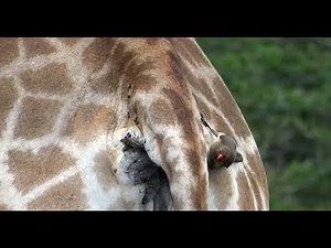 Giraffe crosses road while Red-billed ox pecker pecks tick off around the anus
