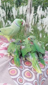 36K views · 1.8K reactions | Talking Parrot with His Babies ❤️ | Parrot Paradise | Facebook