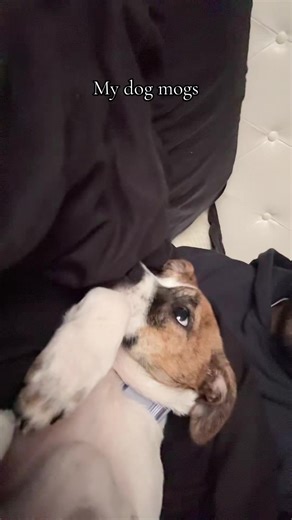 Mogging with My Adorable Puppy