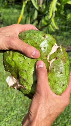 5 Different Types of Custard Apples You Need to Try!