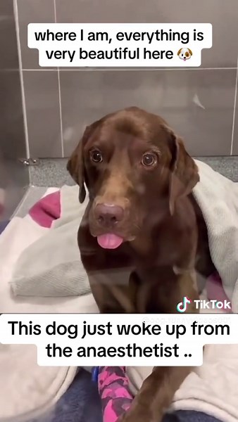 Funny Dog Behavior After Anesthesia: Hilarious Moments