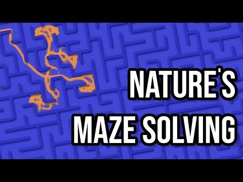 Nature Inspired Maze Solving Algorithm