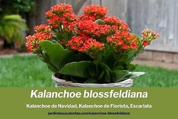 Kalanchoe blossfeldiana: cuidados, características y propiedades