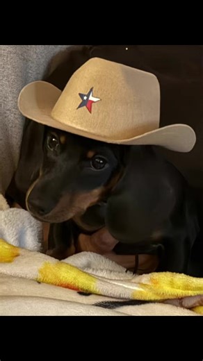 Mr. Pickles (@mr.picklestx)’s videos with original sound - Mr. Pickles