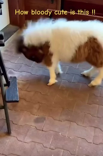 Adorable Miniature Pony Videos | Cute Animals Compilation