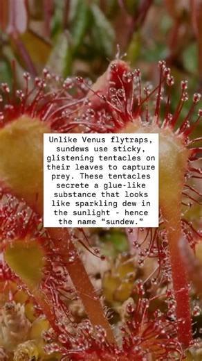 Curiosity Stream on Instagram: "Not all plants live on sunlight alone. Sundews are one of nature’s strangest creations, plants that sparkle like they’re covered in morning dew, but those glistening droplets are anything but water. They’re sticky traps designed to lure and capture unsuspecting insects. Once an insect lands, the sundew’s tentacles slowly curl around it, holding it tight while the plant secretes digestive enzymes to absorb vital nutrients. In the nutrient-poor bogs where sundews gr