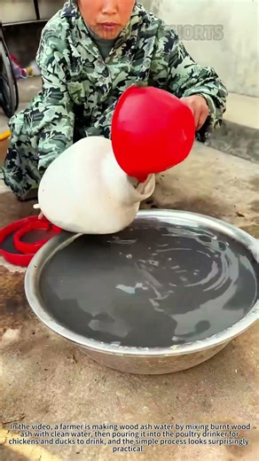 What’s the secret to using wood ash water for chickens and ducks? #FarmHacks #BackyardFarming
