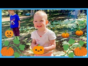 🟠 Pumpkin Picking at the Pumpkin Patch! Fun Video for Kids
