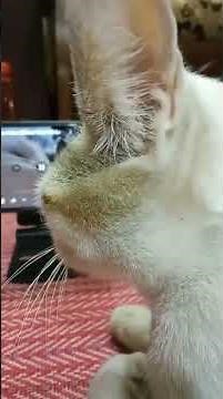 Cat Nodding Head To Music Original | funny viral meme of cat | বিড়ালের ভাইব | dancing cat meme song