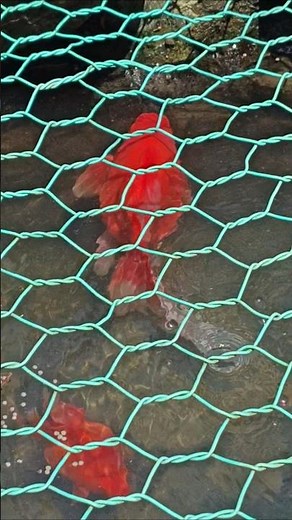 ✨陽射しが好きな金魚👒〜5月2日（GW初日）土曜日のお昼どき〜 #琉金 #金魚飼育 #goldfish