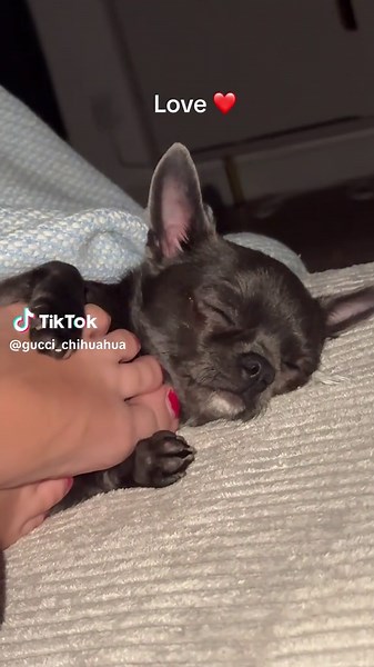 Gucci_chihuahua on TikTok