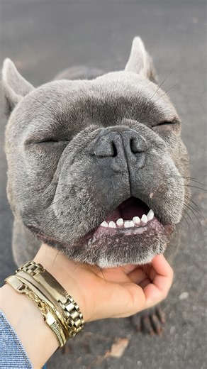 Tucker Road Animal Hospital on Instagram: "Elton’s back for his Cytopoint injection—a simple, effective treatment that helps relieve itching and allergy symptoms. Happier skin = happier pup! 🐾❤️"