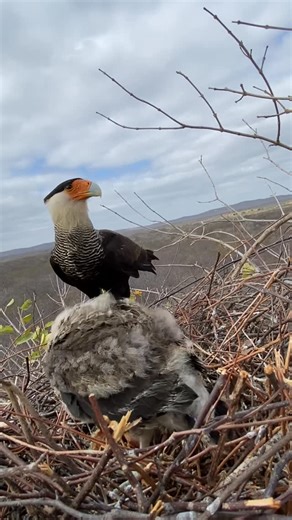 Francisco Uruna Gomes Da Silva Gomes on Instagram: "Imagens Inéditas e Raríssimas de um Carcará na jornada da vida no meio do sertão #trabalho#interior#ceará#sertão#nordeste"