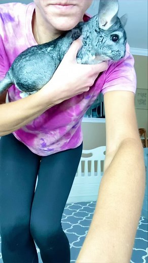 Can Chinchillas be Free-Roamed Safely?