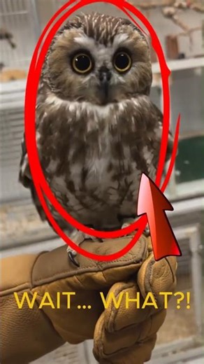 This Owl Ability Is Actually Terrifying 🦉