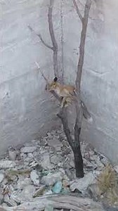 #лиса#природа#живатное#птишествия#