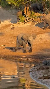 This baby elephant feels proud of himself after chasing away guinea fowls 🦤🐘🥰. The curiosity of elephant babies is always heartwarming to watch. #elephants #babyelephants #love #motherslove #safarimoments #africansafari #travel #bushmoments #africanbush #wildlifeconservation #elephantconservation #babies #cute #reels #reelsinstagram #reelitfeelit #elephant #elephantlove #saveelephants #elephantconservation #elephantsafari | Wildfriends Africa