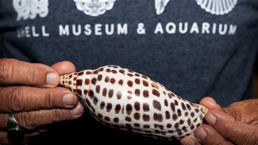 What's our best sea shell story of the year? Hard to top this one