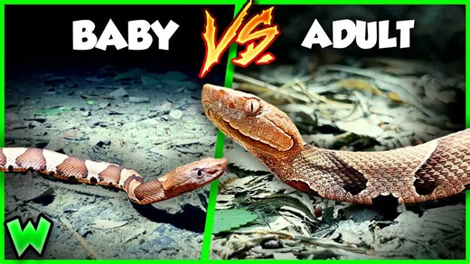 Why baby venomous snakes can be more dangerous than adults - the risk most people miss
