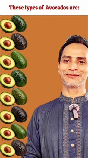 🌿 Popular Avocado Varieties Around the World | Learn English Daily |