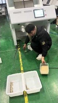 2 Channel Pepper Color Sorting Machine | White Pepper Sorting Process in Real Factory