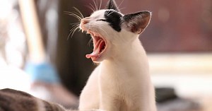 Mon chat respire fort : dois-je m'inquiéter ?