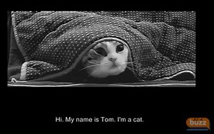 A Cat's Life - Daily Routines. ESL. EFL. Video. Funny. Primary. Beginner.