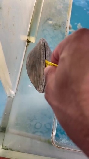 Cleaning Clam Shells: Step-by-Step Guide