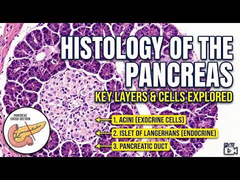 Histology of Pancreas Explained Exocrine & Endocrine (Islets of Langerhans)