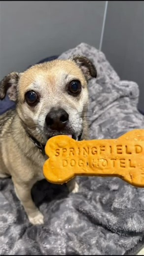 Five-star stays for four-legged guests ⭐⭐⭐⭐⭐ From cozy rooms to daily playtime and endless cuddles, our dog hotel is where comfort meets care. Because your dog deserves more than “just boarding.” 🐾💎 📅 Limited spots available. #springfielddoghotel #happydogs #pamperedpups #petluxury | Springfield Dog Hotel