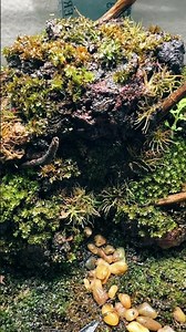 Red springtails living in a terrarium
