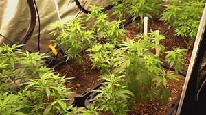 TN House approves bill effectively banning the sale of THCA