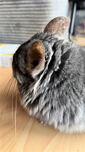 Cute and Cuddly Chinchillas: A Peek into Their Life